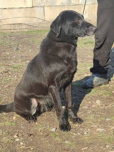 домик для большой собаки: Ищем дом прекрасной и крупной собаке. Рожать не будет,привезём сами — 3