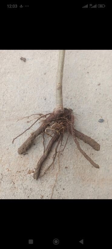 Павловня Ош Кут дарак Ош