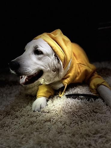 сенбернар купить: Лабрадор-ретривер, 2 года, Самец, С прививкой — 3