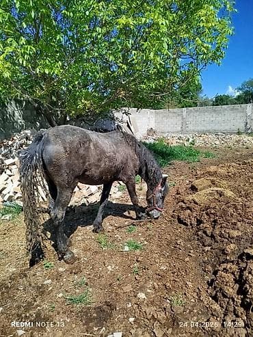 Продаю | Кобыла (самка) | Для разведения