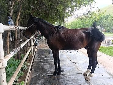 белый конь: Продаю | Конь (самец) | Рабочий — 2