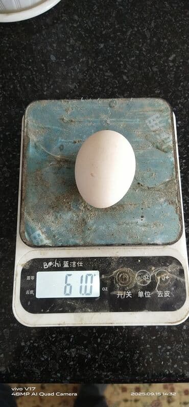 английский чистокровный: Продаю | Инкубационные яйца | Домашняя | Для разведения — 3