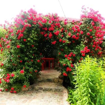 невропатолог на дом: Номер, Чолпон-Ата, Детская площадка, Парковка, стоянка, Баскетбольная площадка — 14