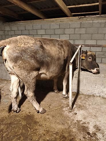 А/ч жаныбарлары үчүн тоюттар: Сатам | Уй (ургаачы) | Аргын | Сүт алуу үчүн | Байланган — 3