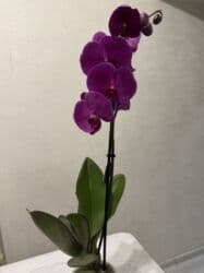 цена фикуса: Орхидеи сортовые в наличии.Цена от 800c-1600с.Бишкек — 7