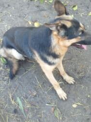 фонд помощи животным: Даром щенки 5 штук папа овчарка мама дворовая очень хорошо ловит — 10