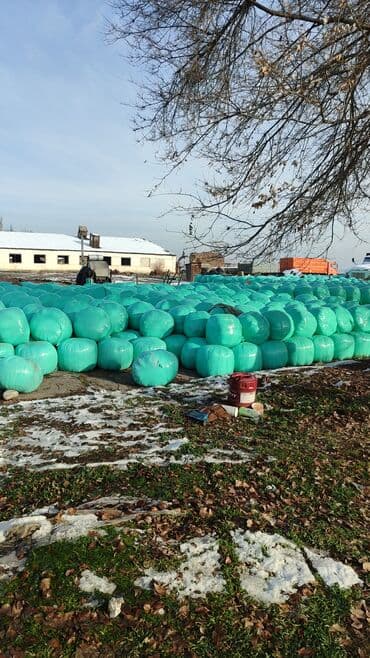 тюки кастра: Силос в тюках в плёнке - Кормовой силос, спрессованный в круглые тюки — 4