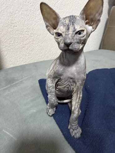 египетская кошка цена: Готовятся к продаже прекрасные малыши сфинксы-резинки, 3 мальчика и — 5