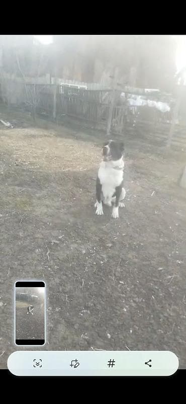 Иттер: ДАЁМ В ХОРОШИЕ РУКИ!!!!!!!!!!!!!!!!!!!!! Собака крупного типа — 5