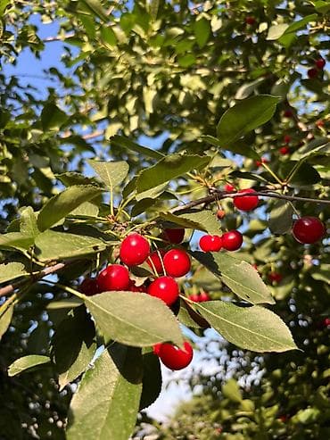 черный орех: Вишня В розницу, Платная доставка — 3
