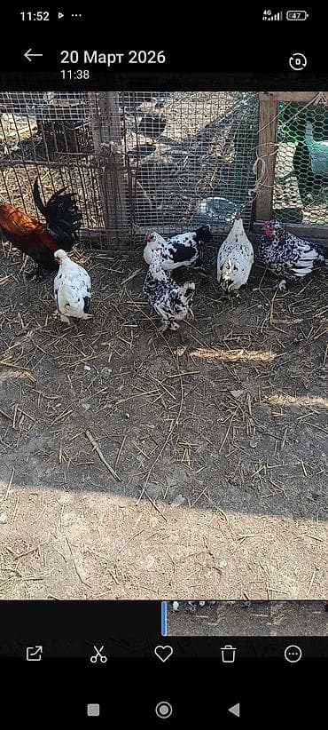 инкубационные: Продаю | Куры | Для разведения — 4