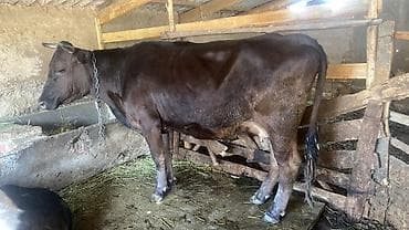 семена клевера джеа: Продаю | Корова (самка) | Полукровка | Для молока | Привязанные — 3