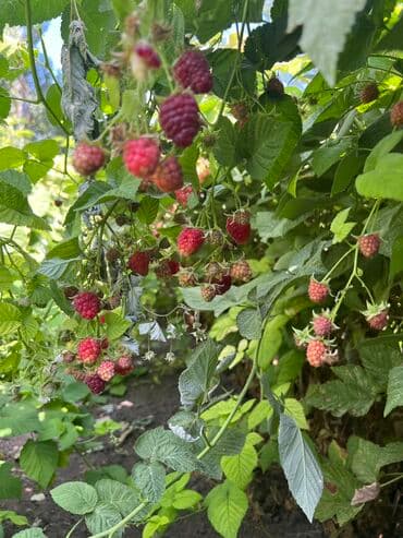 ташкентский плов бишкек доставка: Малина В розницу, Бесплатная доставка — 4