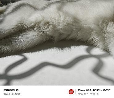 баа: Скотиш Фолд (Шотландиялык шалпаң кулак), 8 айлык, Эркек, Ак, Лотокко барууга үйрөтүлгөн — 4