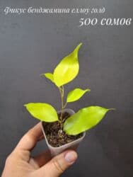 живые растения в аквариум купить: Комнатные растения, цветы (молодые растения, взрослые экземпляры). Не — 7