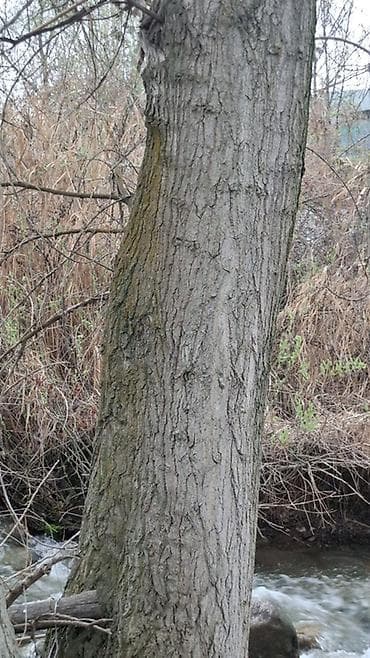 сколько стоит древесина: Терек (тополь) алабыз 
Кымбат баада — 1