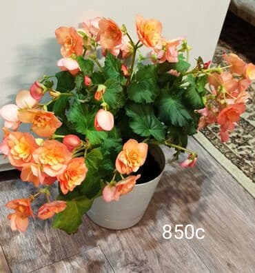 Бегония в горшке. - Пышное цветение крупными махровыми цветами. -