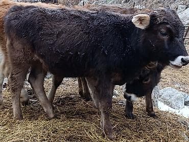 Аквариумдар: Сатам | Музоо | Бордоп семиртүү үчүн — 3