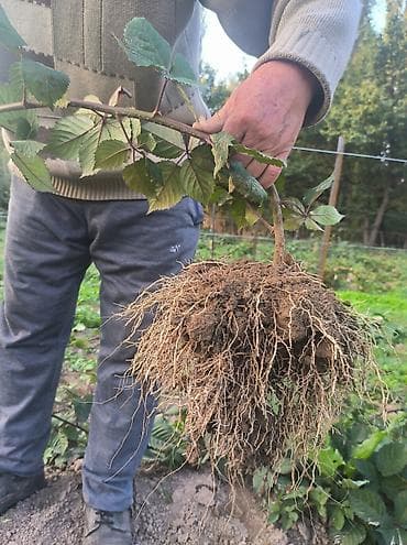 Уголь: Саженцы ежевики сорта Лох Несс - Сорт: Loch Ness (Лох Несс) — 8