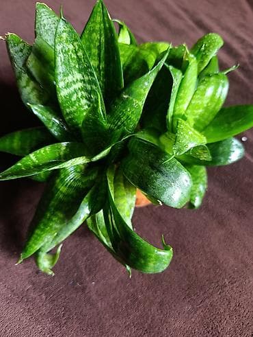 фикус купить: Комнатные растения в горшках/кашпо Ассортимент: - Аллоказия — 6