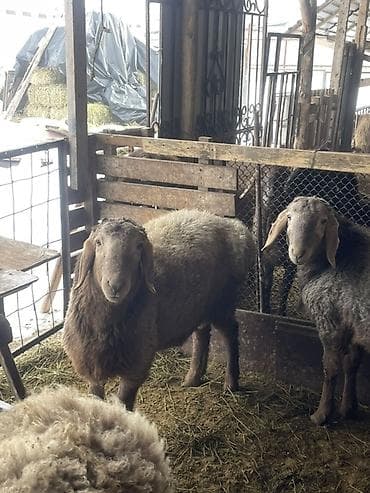 витамины для овец: Продаю | Овца (самка) | Для разведения | Матка — 2