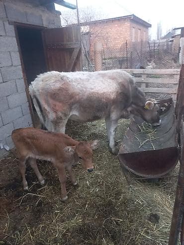 собаки тайган: Сатам | Уй (ургаачы) | Аргын | Көбөйтүү үчүн | Асыл тукумдуу — 3