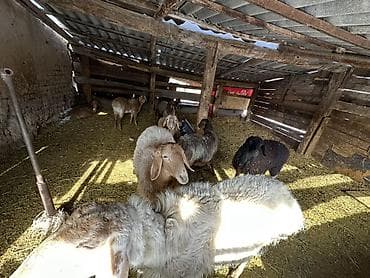 баран меранос: Продаю | Овца (самка) | Полукровка | Для разведения — 2