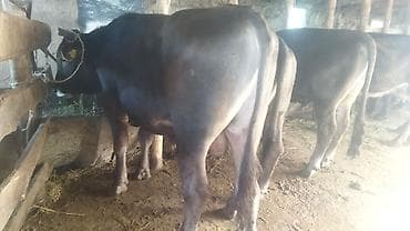 ангус купить: Продаю | Бык (самец) | На откорм | Привязанные — 3