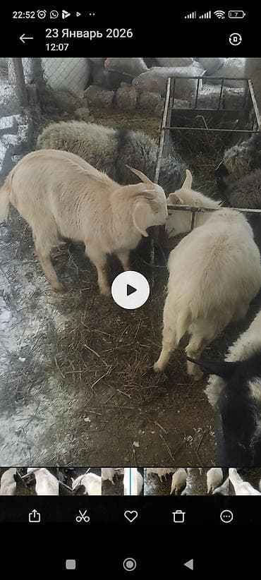 Кургаткычтар: Молодые козы, Зоонинской породы и битал белые и светло-кремовые. На — 2