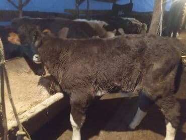 купить медогонку бу: Продаю | Бык (самец) | Для молока — 1