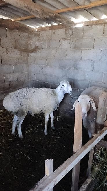 кичинекей мышык: Сатам | Ургаачы кой (ургаачы) | Көбөйтүү үчүн — 2