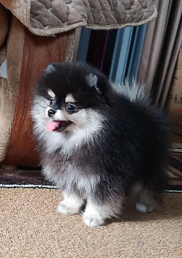 питбуль шинки: Шпиц, 2 месяца, Самец, С прививкой — 1