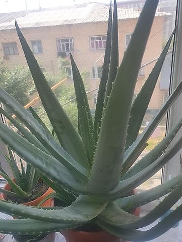 вьющиеся роза: Алоэ (Aloe vera/древовидное) в горшках - Крупные и средние экземпляры — 2