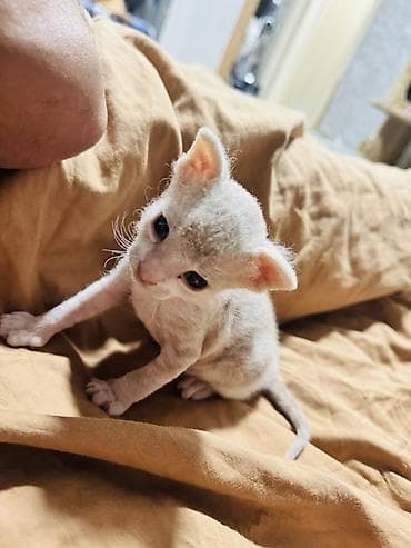 лысые кошки: Сфинкс, 1 месяц, Мальчик, Приучена к лотку — 2