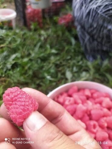 BMW: Саженцы малины мапема принимаю заказы на саженцы Малина — 10