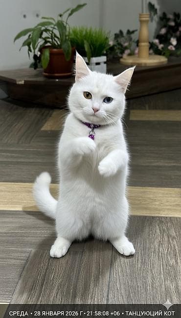 Ангорская, 1 год, Девочка, Белый, Метис at lalafo.kg Ангорская, 1 год, Девочка, Белый, Метис