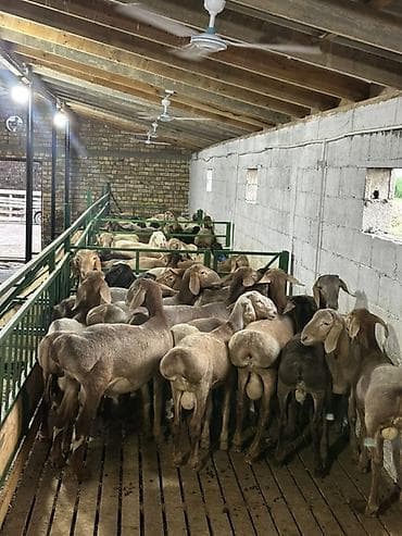 цесарки купить: Продаю | Баран (самец) | Арашан | На забой, Для разведения | Племенные — 3