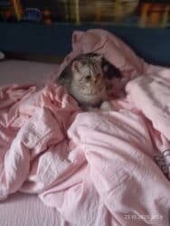 британская короткошёрстная кошка сколько стоит: Британская короткошёрстная, 1 месяц, Девочка, Голубой — 5