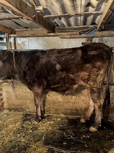 голубь птица: Продаю | Тёлка | Голштин, Швицкая | Для разведения | Нетель — 3