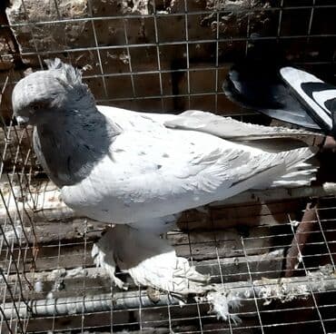 дома на продажу в бишкеке: От 300 - 1500 штука — 9