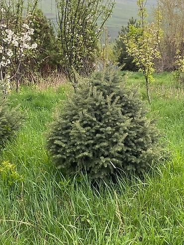 лимонное дерево купить: Ель колючая (Picea pungens) для озеленения участка - Породистые — 2