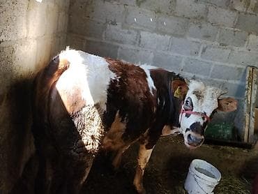 натуральный мёд: Продаю | Корова (самка) | Полукровка | На откорм | Привязанные — 5