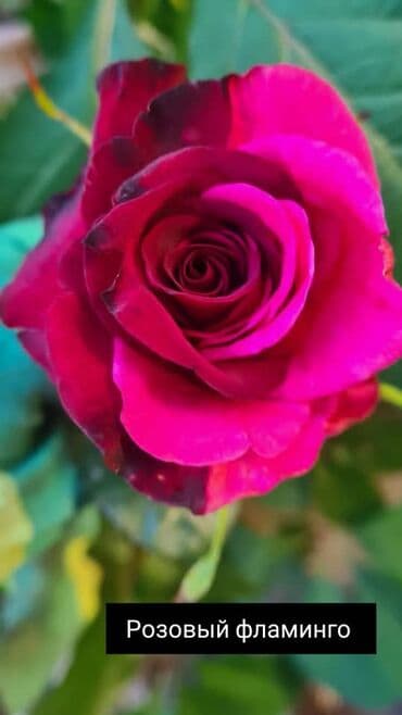 теплица цветы бишкек: Черенки цветка: Розы — 10