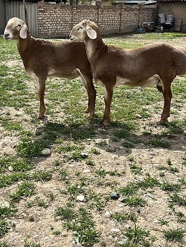 алабай собака: Продаю | Баран (самец) | Для разведения | Племенные — 1