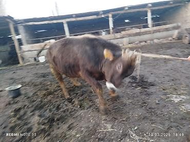 Продаю | Бык (самец) | Для разведения | Племенные