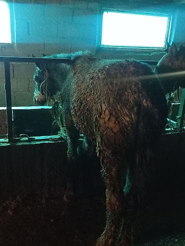 коне корсе: Продаю | Жеребец | Рабочий — 6