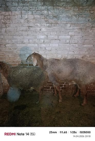 кошка жалал абад: Сатам | Кочкор (эркек) | Арашан | Көбөйтүү үчүн — 4