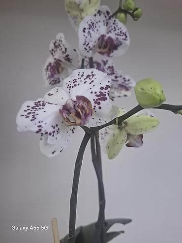 аквариум тумба: 2 цветанос + горшок фитильный полив — 3