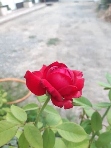 дом на иссык куле купить: 15 кв. м, Эмереги менен — 28