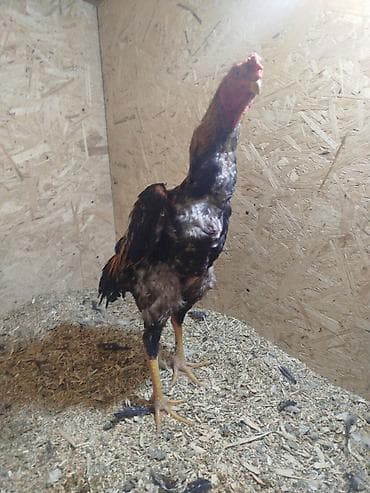 продаю курицу: Продаю | Куры — 2